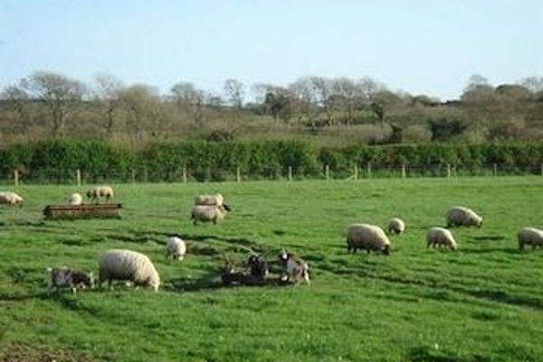 The Paddock (Wales)